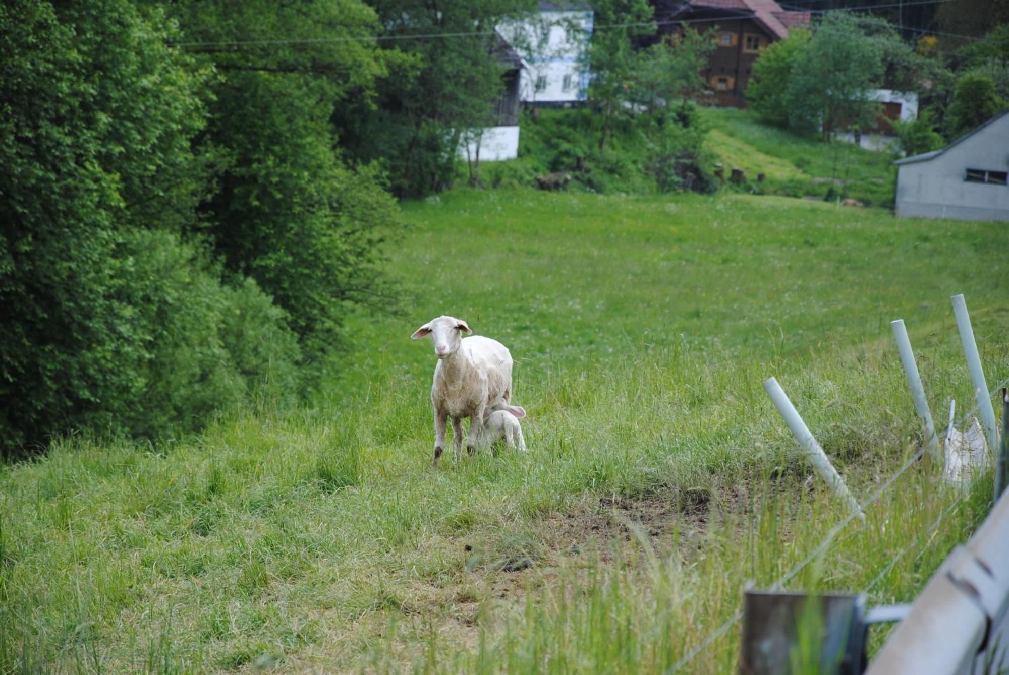 Landgasthof Seyrlberg Reichenau im Muhlkreis Экстерьер фото
